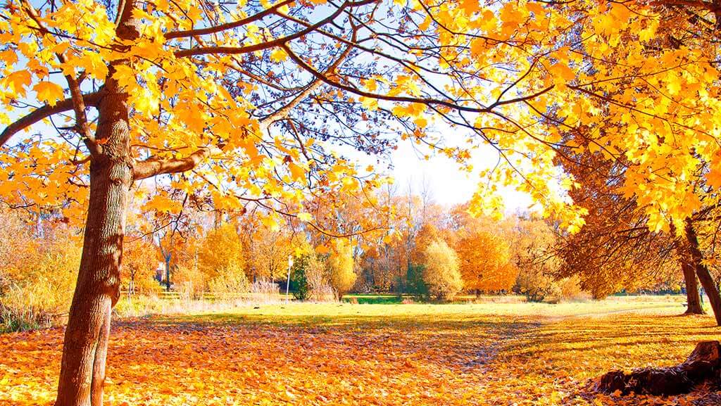 چک لیست پاییزه: شش کار که با فرا رسیدن پاییز باید انجام دهید
